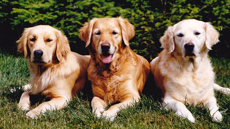 Dusky, Ditte og Goldie - 3 generationer